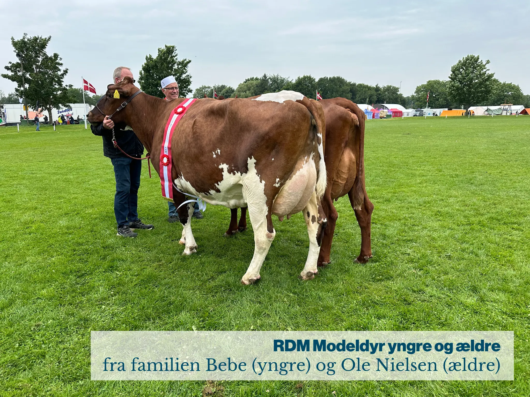 RDM Modeldyr Yngre Og Ældre