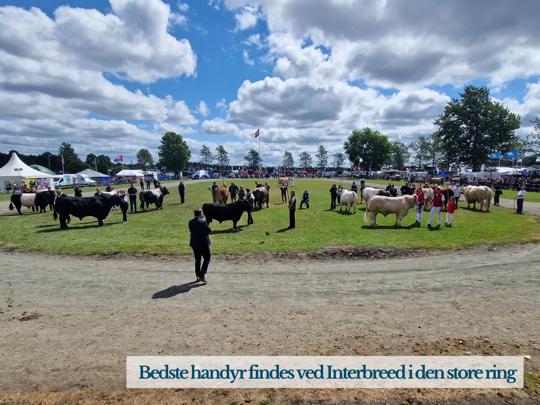 Stemning Fra Ringen Hvor Handyr Findes Ved Interbreed