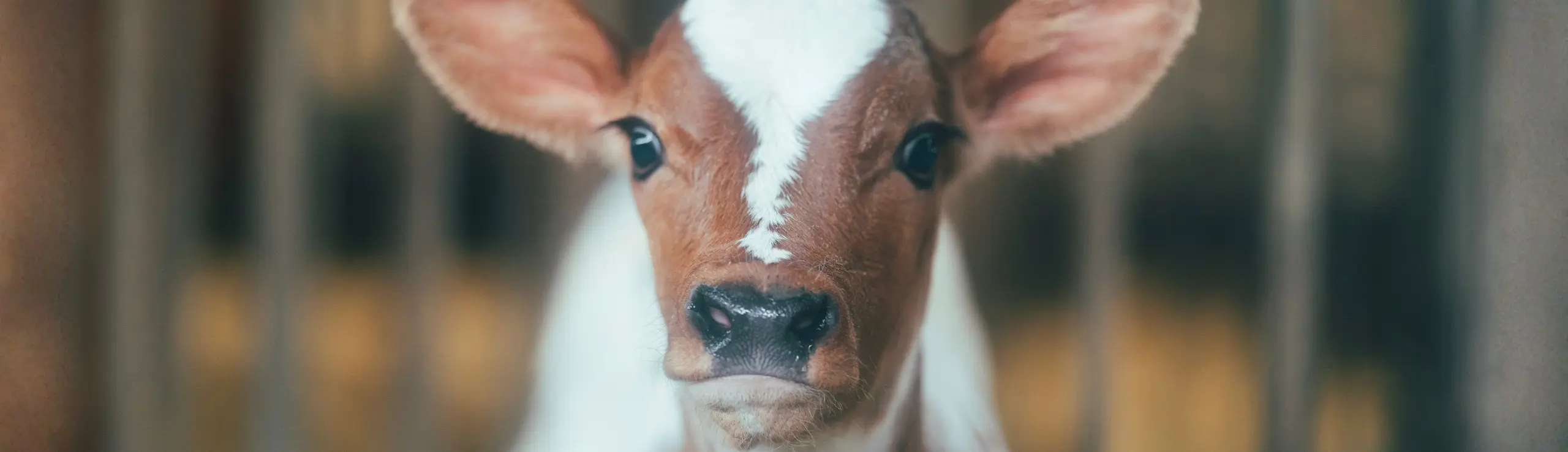 Jerseykalv