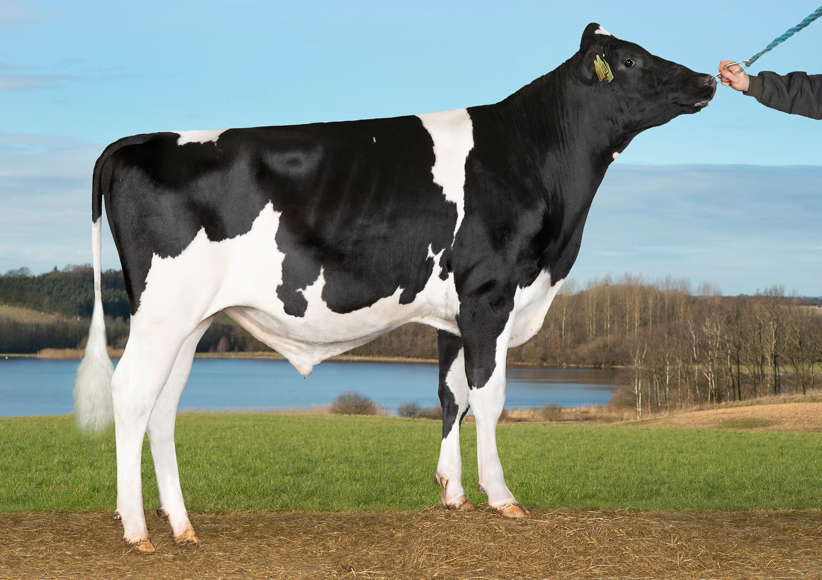 VH Selly P (VH Sunray P)