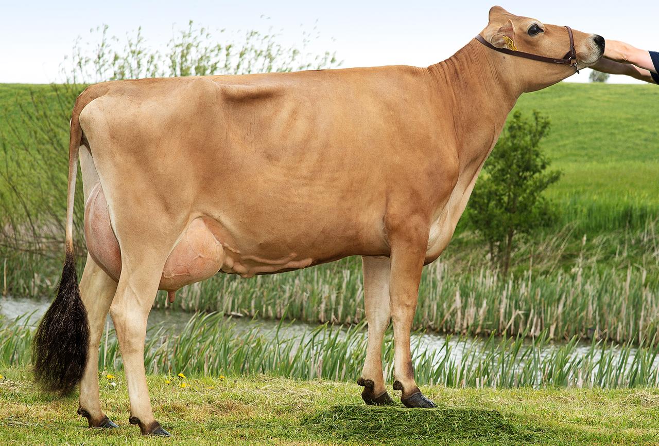 Vj Gislev Daughter No 26341 1930 From Jørn Mikkelsen Hinnerup Srgb Web