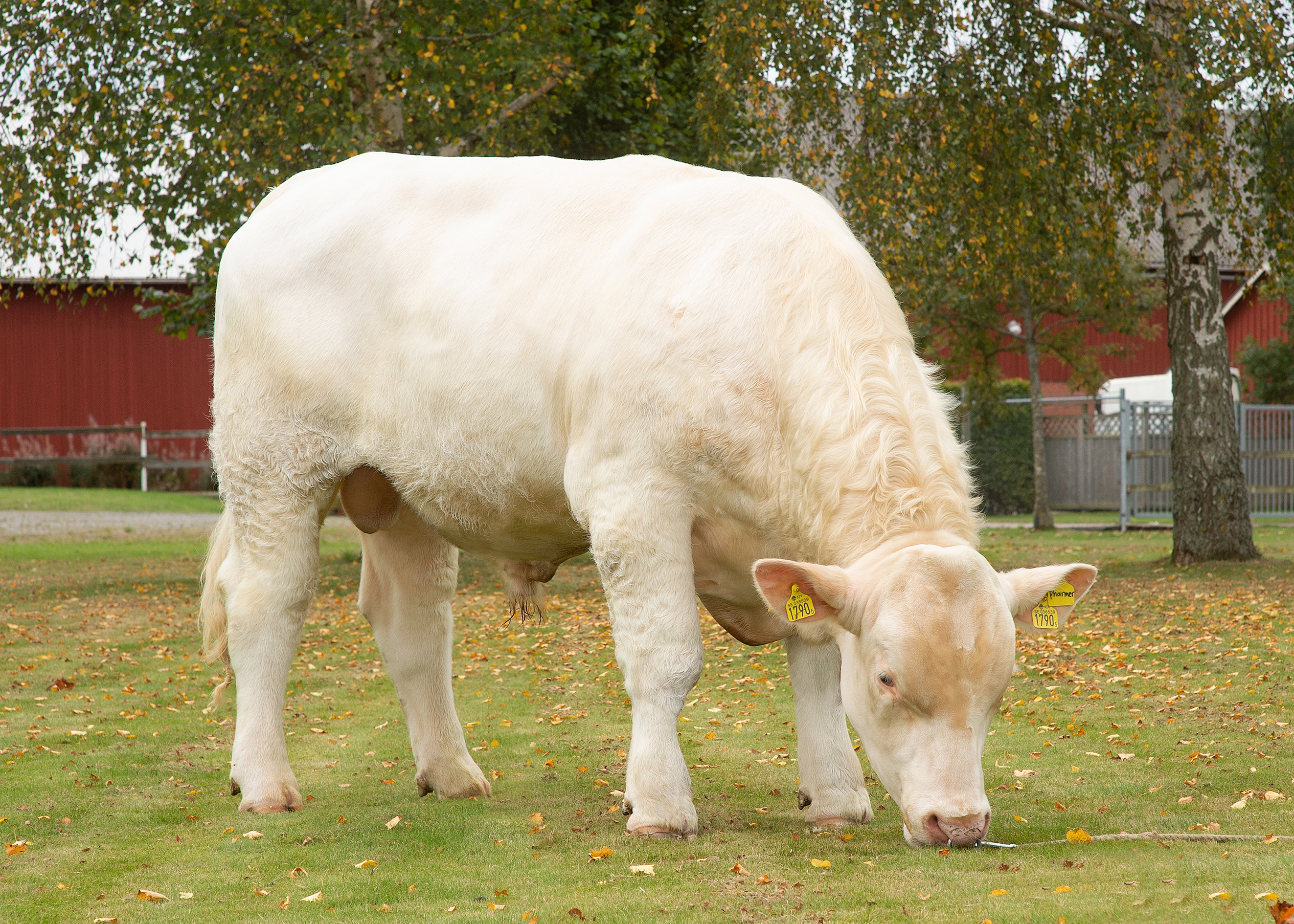 VB Pharmer Scenic3 Edited