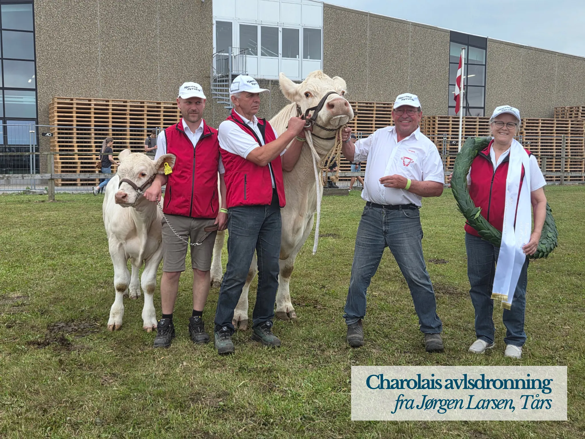 Charolais Avlsdronning På Hjørring Dyrskue 2026
