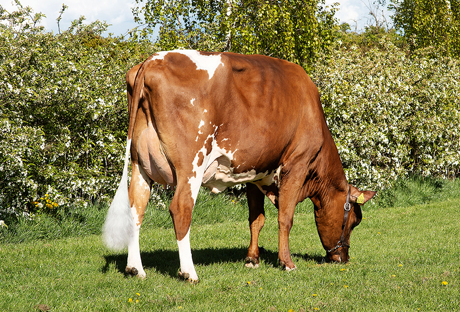 41029 4748 Vr Flake P1 Stemning Srgb Web