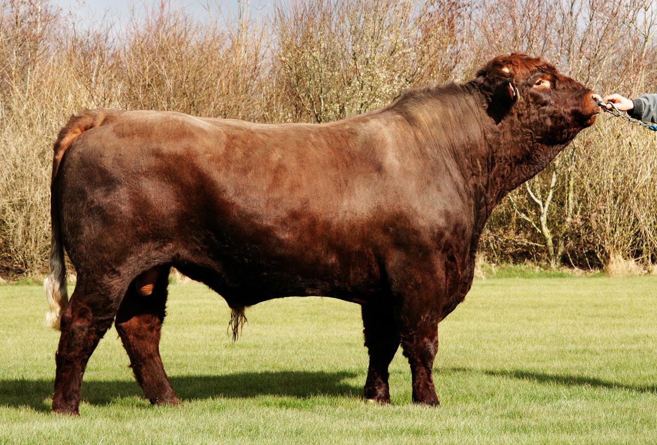 Torneys Ps 57019 Salers Foto Pbs 04 08 Srgb Web