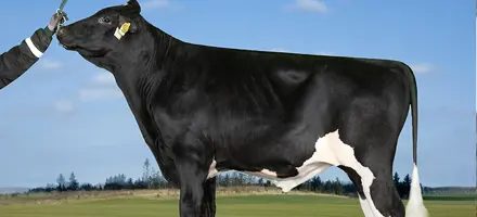 VH Nader Toppix
