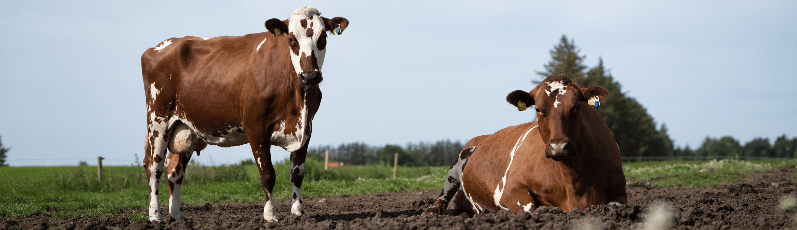 RDM Køer I Naturlige Omgivelser
