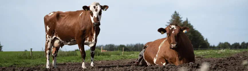 RDM Køer I Naturlige Omgivelser