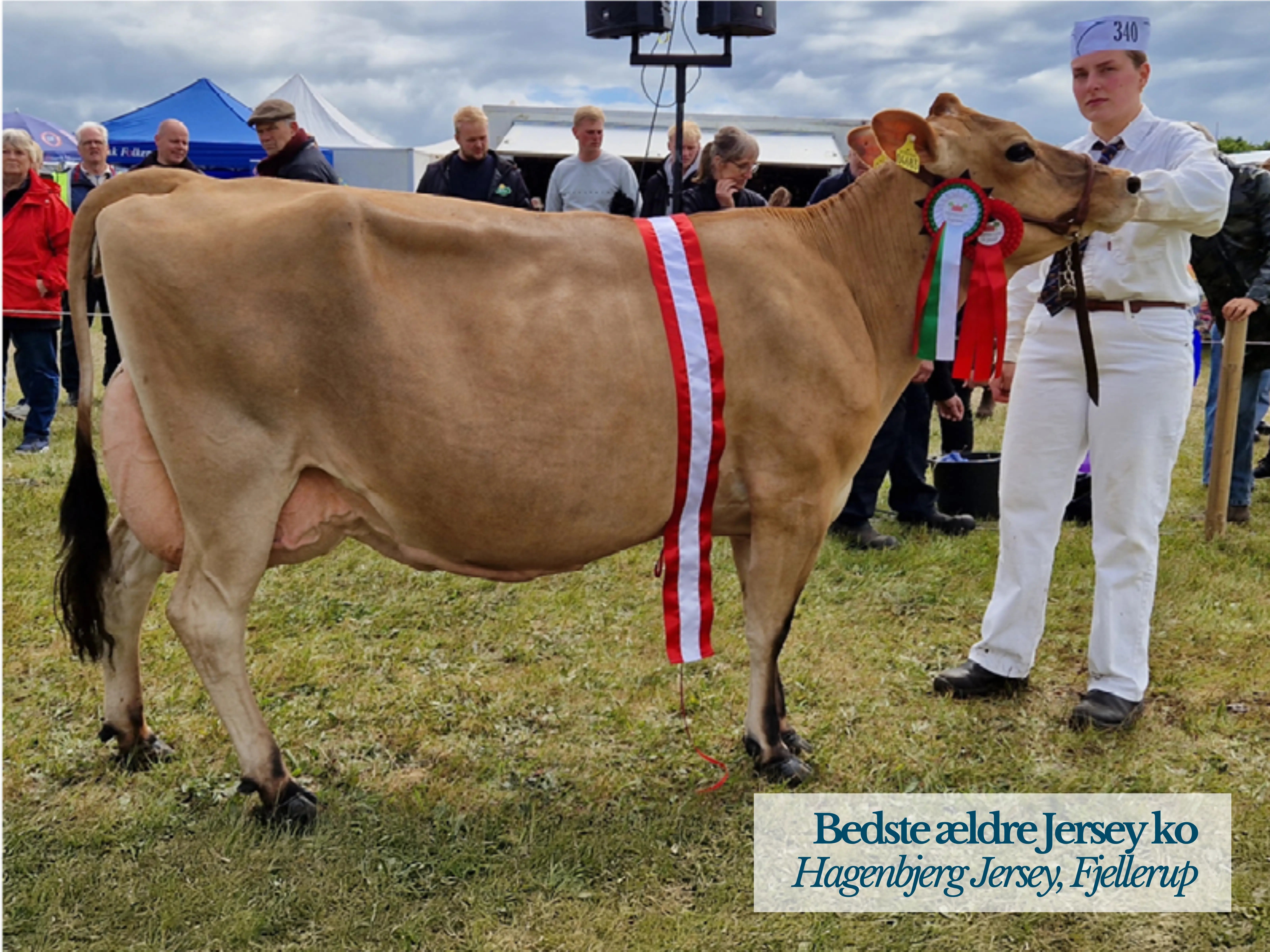 Bedste Ældre Jersey Ko Fra Hagenbjerg Jersey, Fjellerup