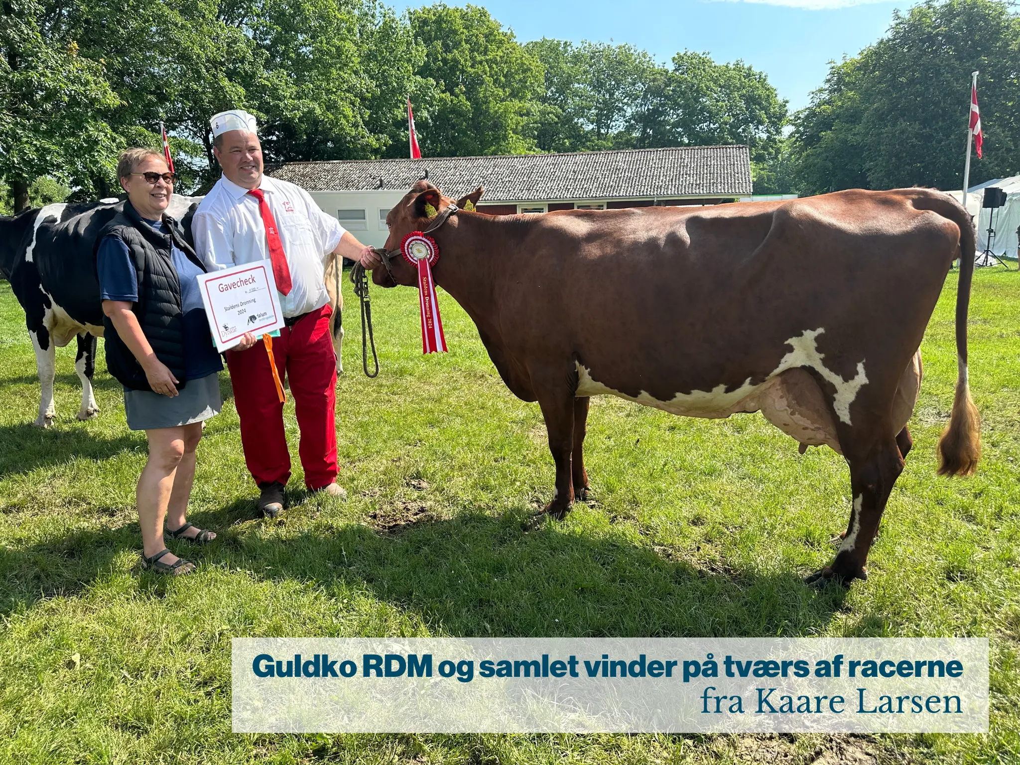 Guldko RDM Og Samlet Vinder På Tværs Af Racerne Fra Kaare Larsen.JPG