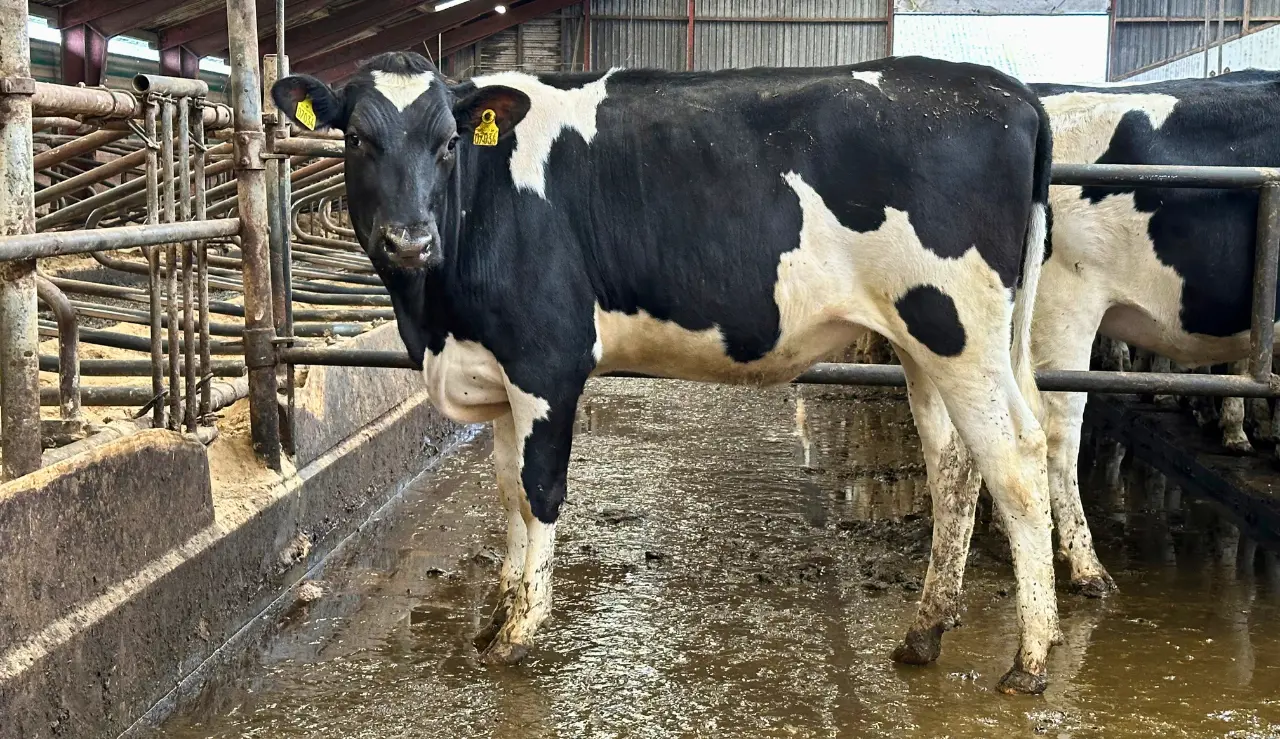 Datter Af VH Belland Koen. Kvien Er Efter Rosario