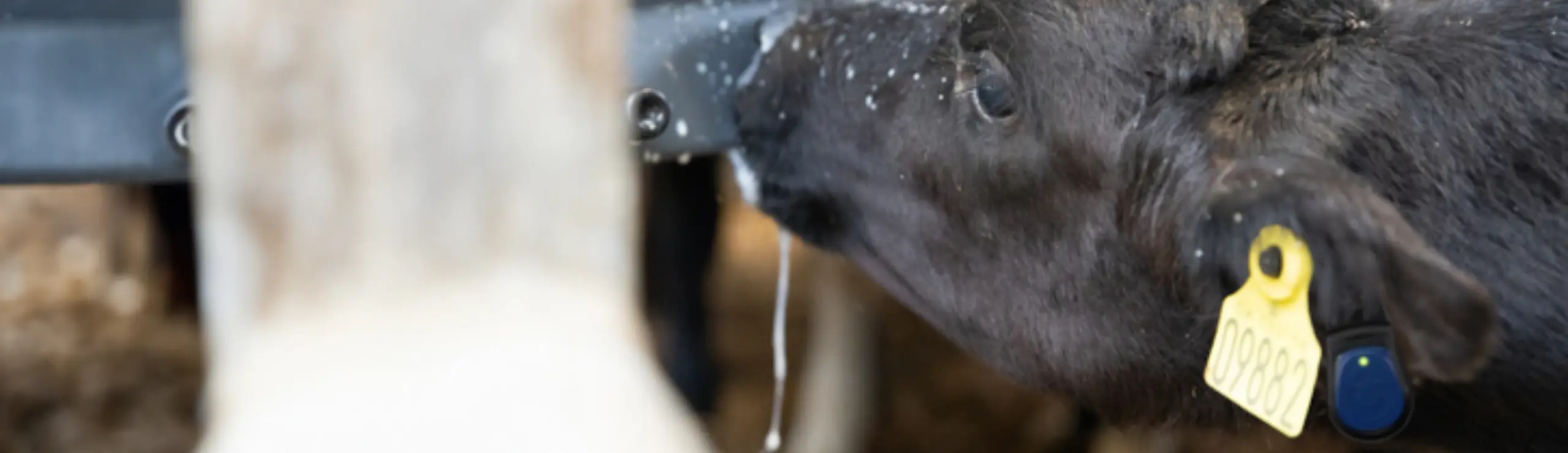 Kalv Med Sensehub Youngstock