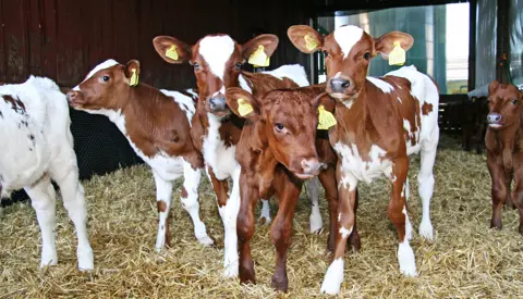 SRB Kalve Foto PBS 07 08 Srgb Web