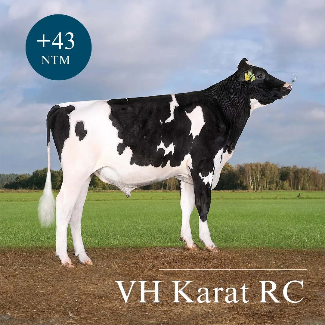 VH Karat RC