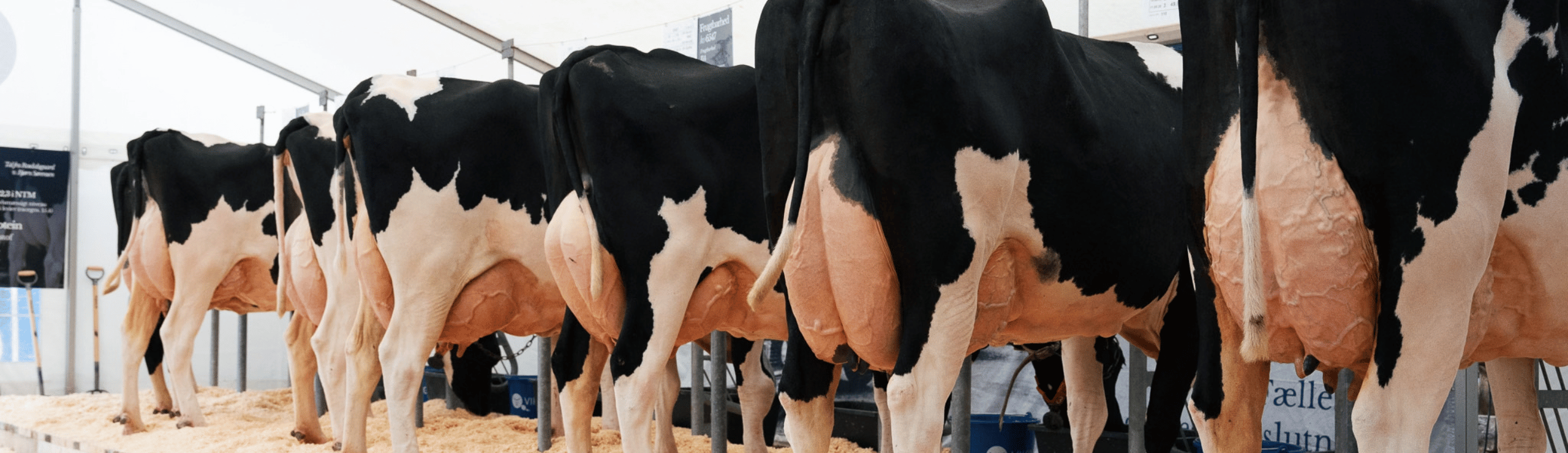 Rosdalsgaard Præsenterede En Flot Række Viking Holsteinkøer Til Dansk Holstein ÅRsmøde 2026