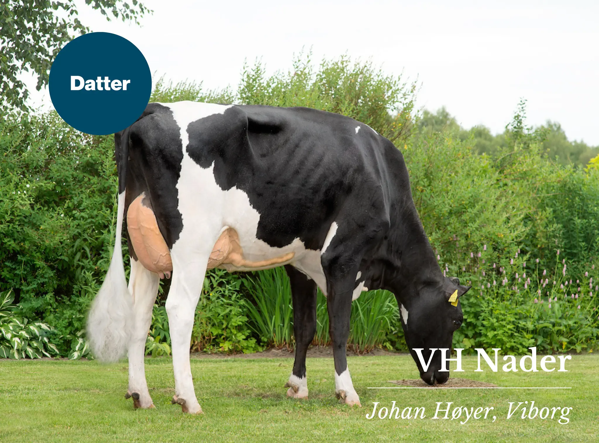 VH Nader Datter Udendørs 2