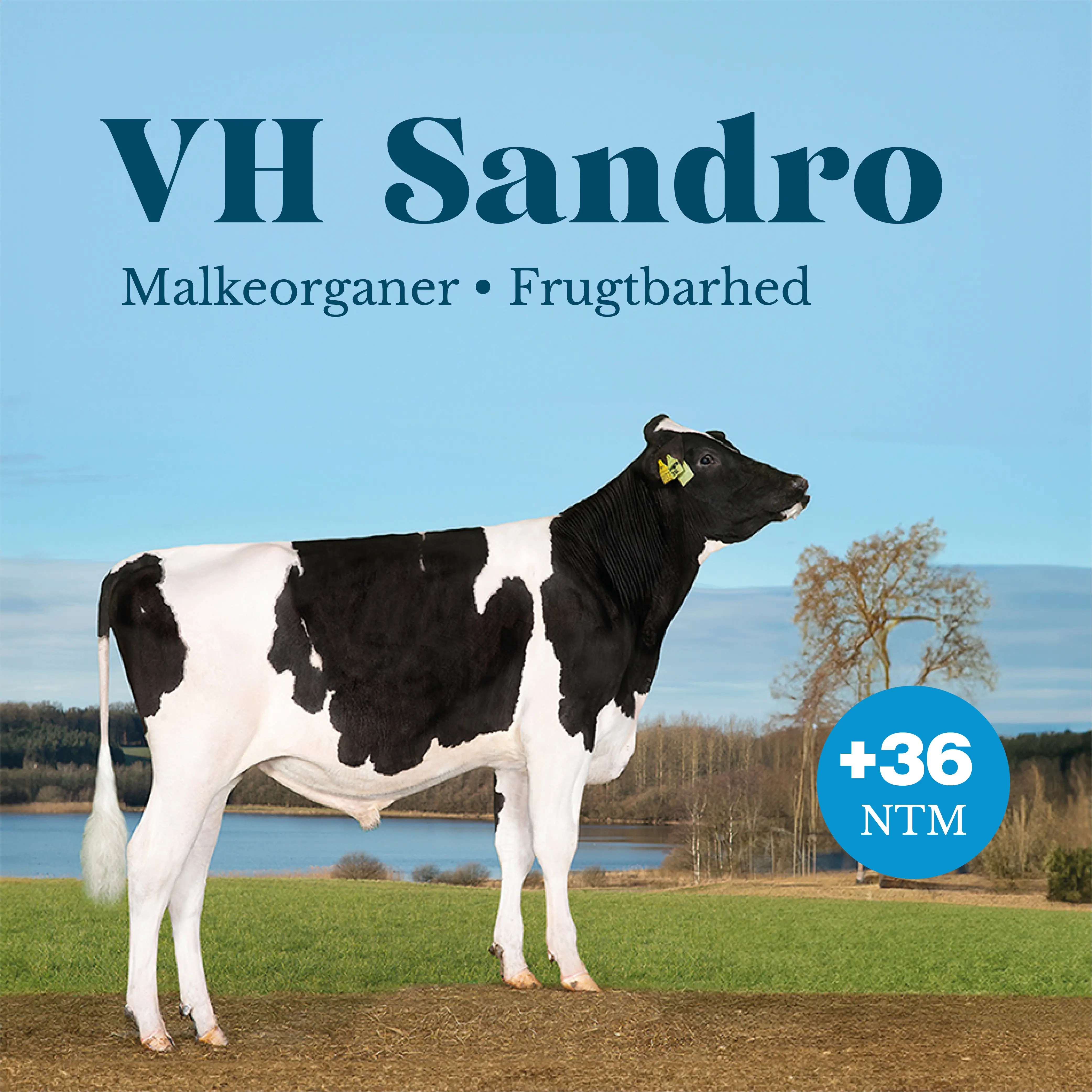 VH Sandro