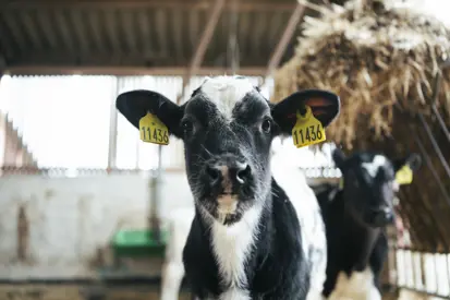 Kalv Hos Vestergaard Agro V. Jørgen Fransen