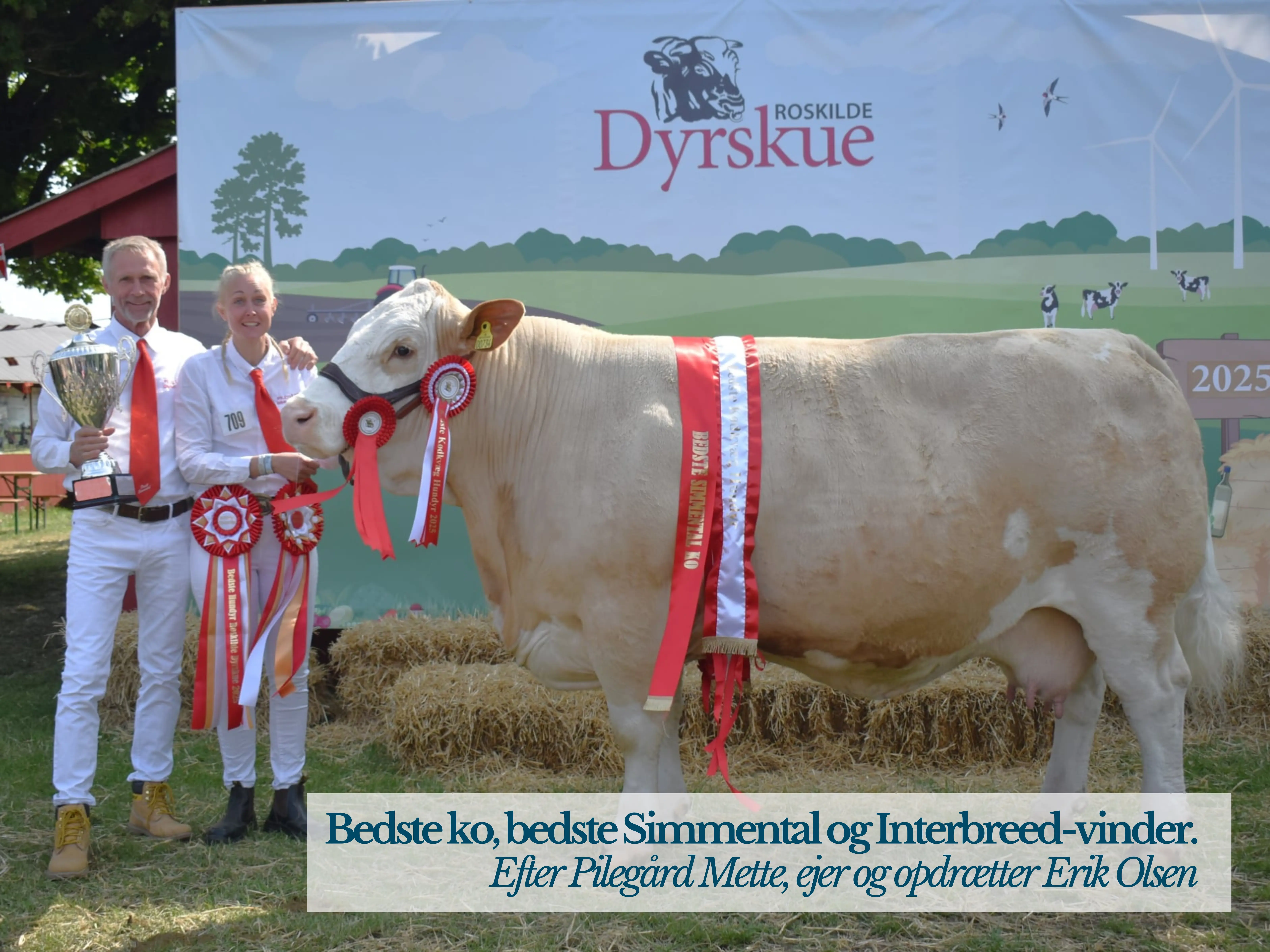 Bedste Ko, Bedste Simmental Og Interbreed Vinder. Pilegård Mette, Ejer Og Opdrætter Erik Olsen