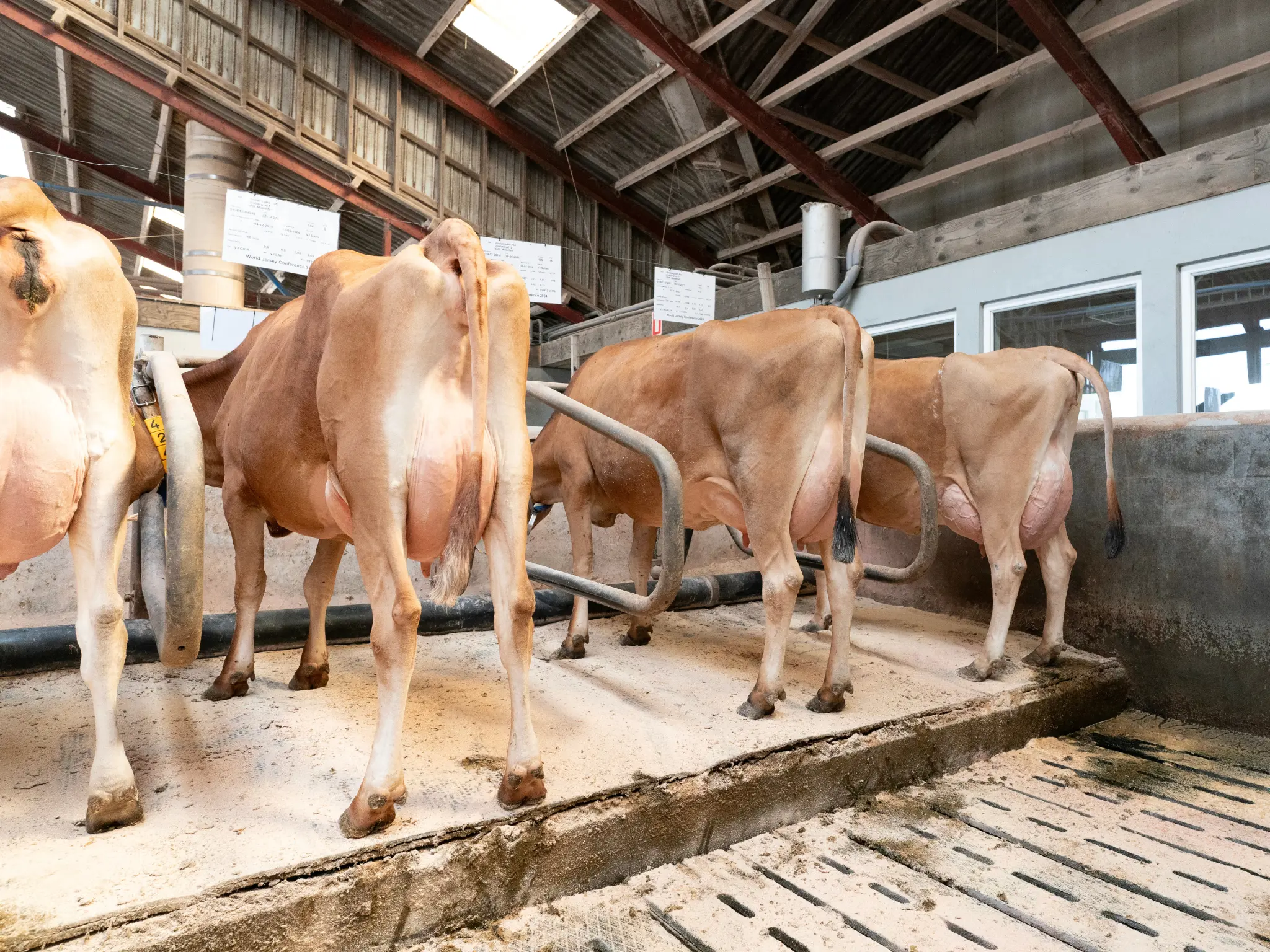 Jersey Verdenskongres 22