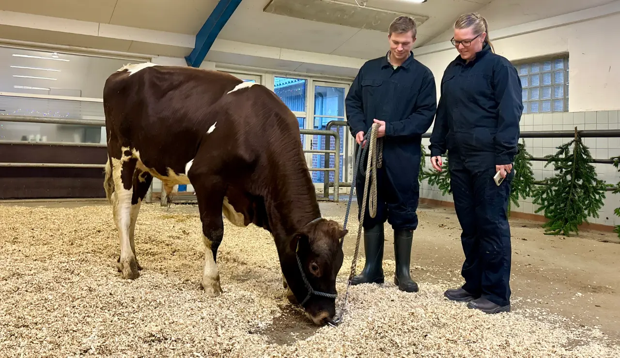 Klasppr Med Holstein Ansvarlige Malthe Og Hanna