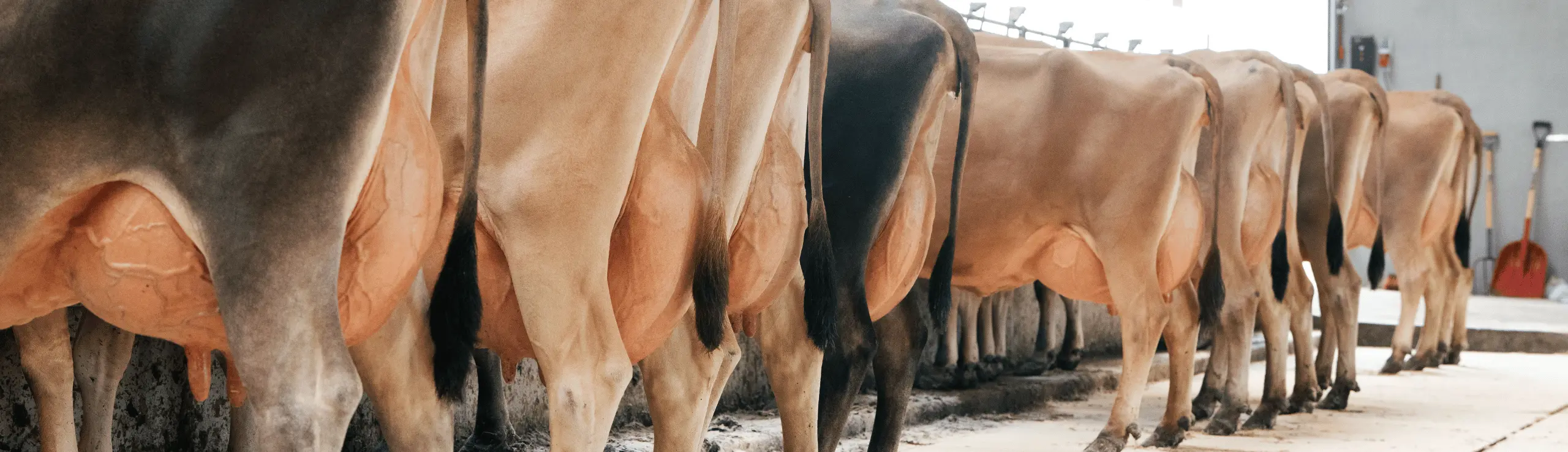 AL Agro Aps Præsterede Bl.A. En Flot Række Køer I Stalden På Jersey Årsmøde 2026