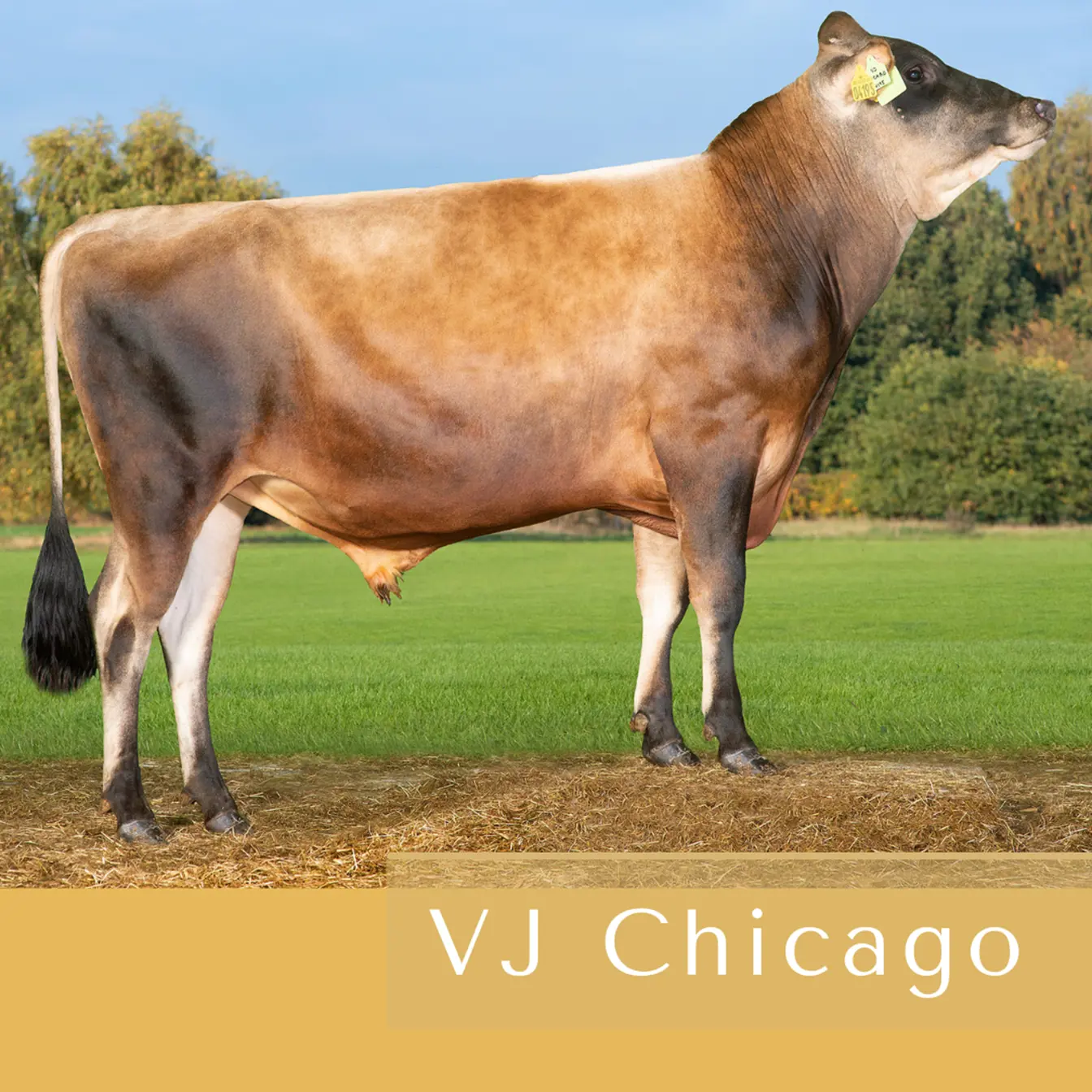 VJ Chicago