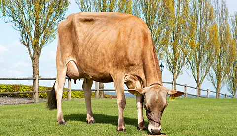 40173 1883 Vj Quintana Stemning