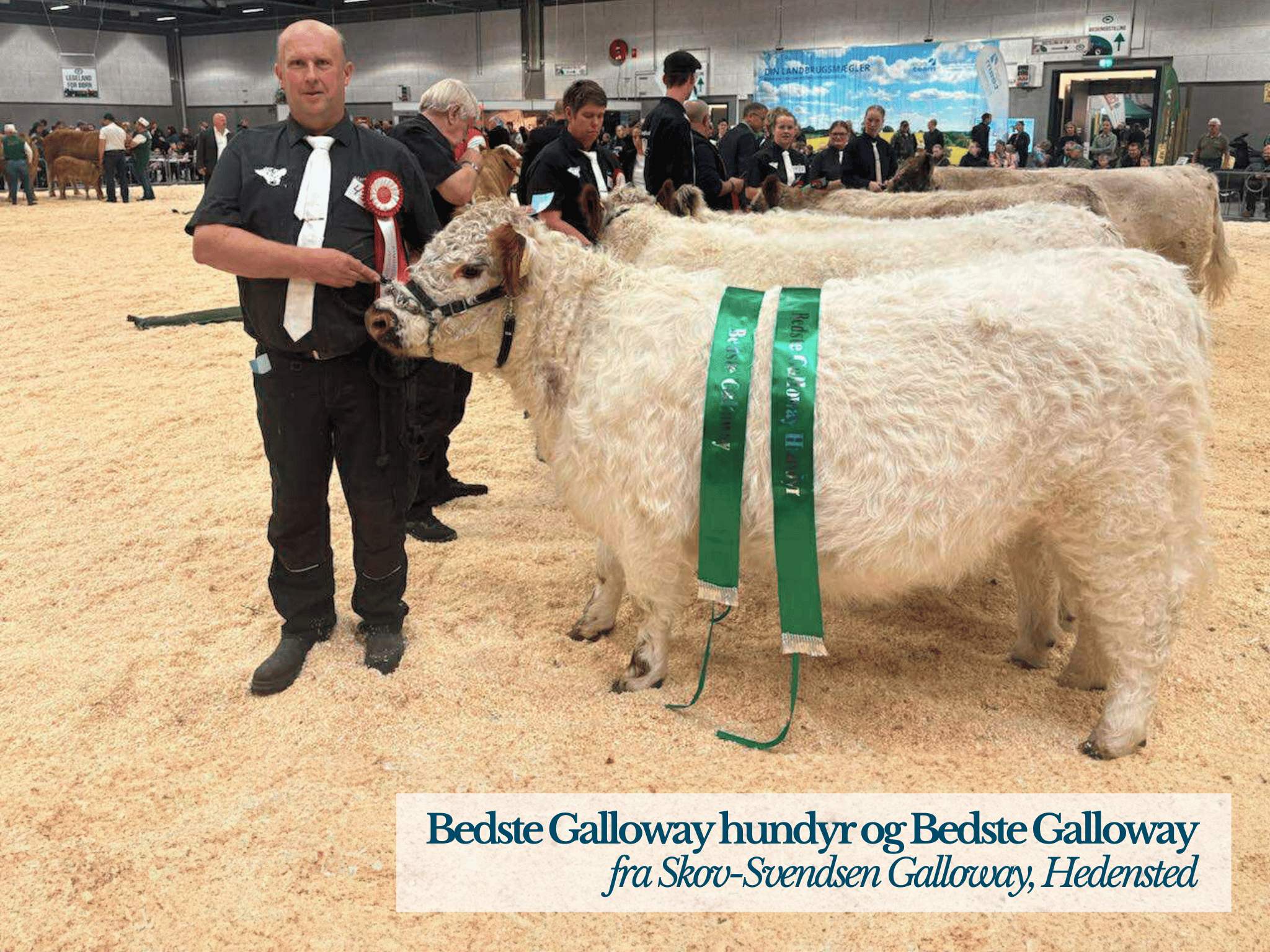 Bedste Galloway Handyr Og Bedste Galloway