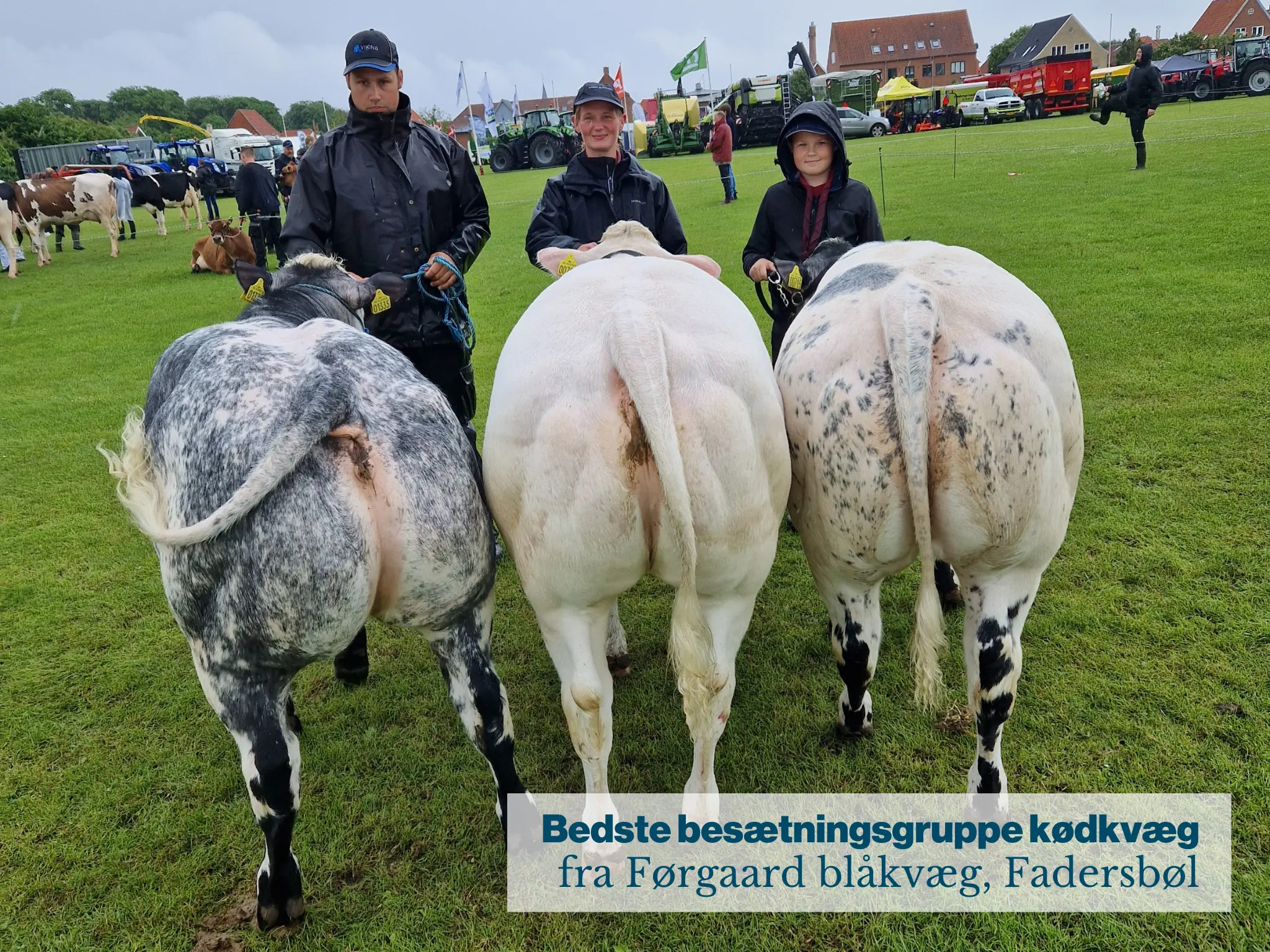 Bedste Besætningsgruppe Kødkvæg