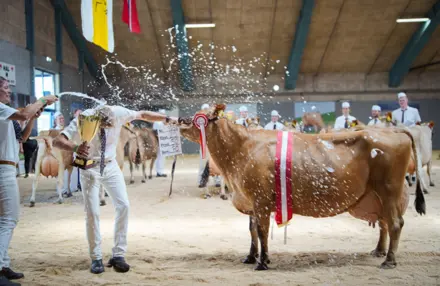 Dyrskue Og Hædringer