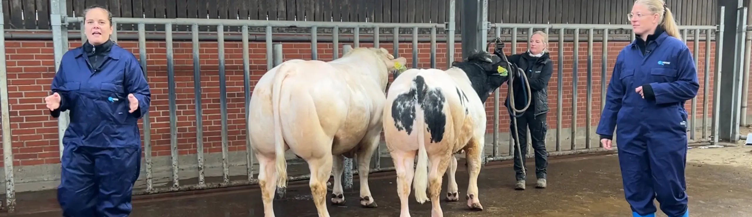 VB Thybo Med Gennemtest Profil