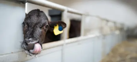 Kalv Der Slikker Sig Om Munden Og Har Eartag