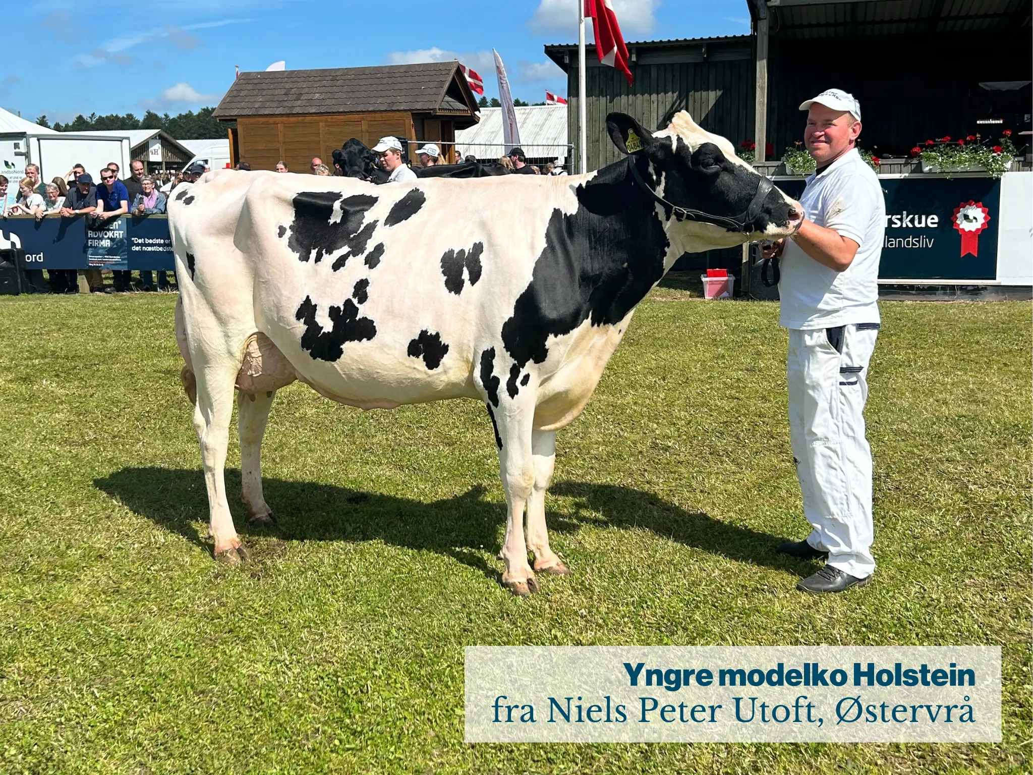 Yngre Modelko Holstein