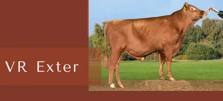 ARTICLE ENTRY TYR (2)