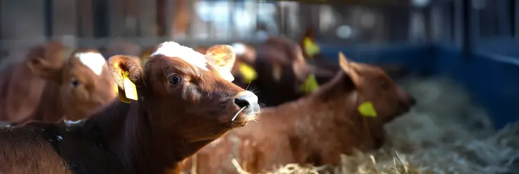 RDM der slapper af i stalden