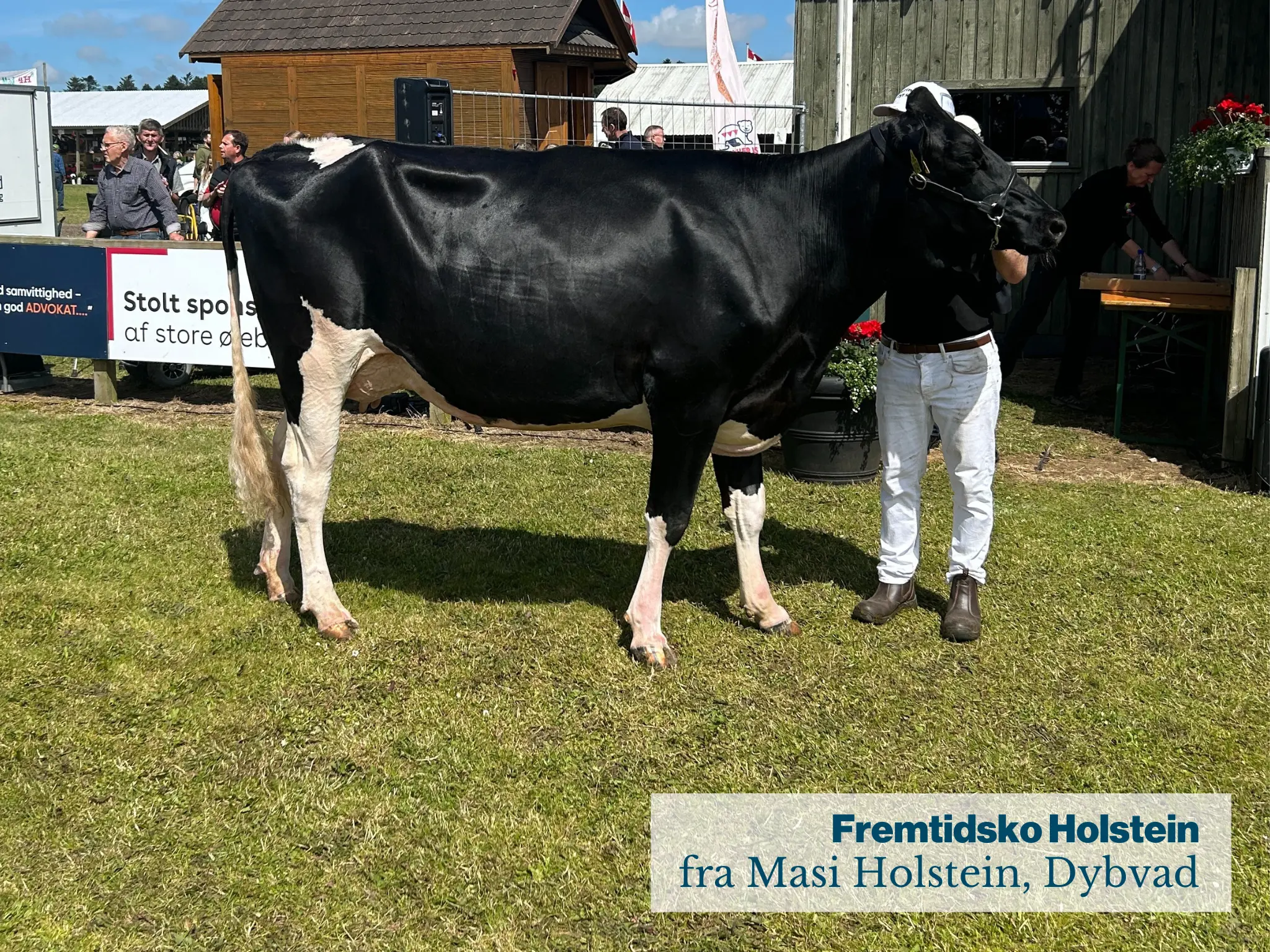 Fremtidsko Holstein