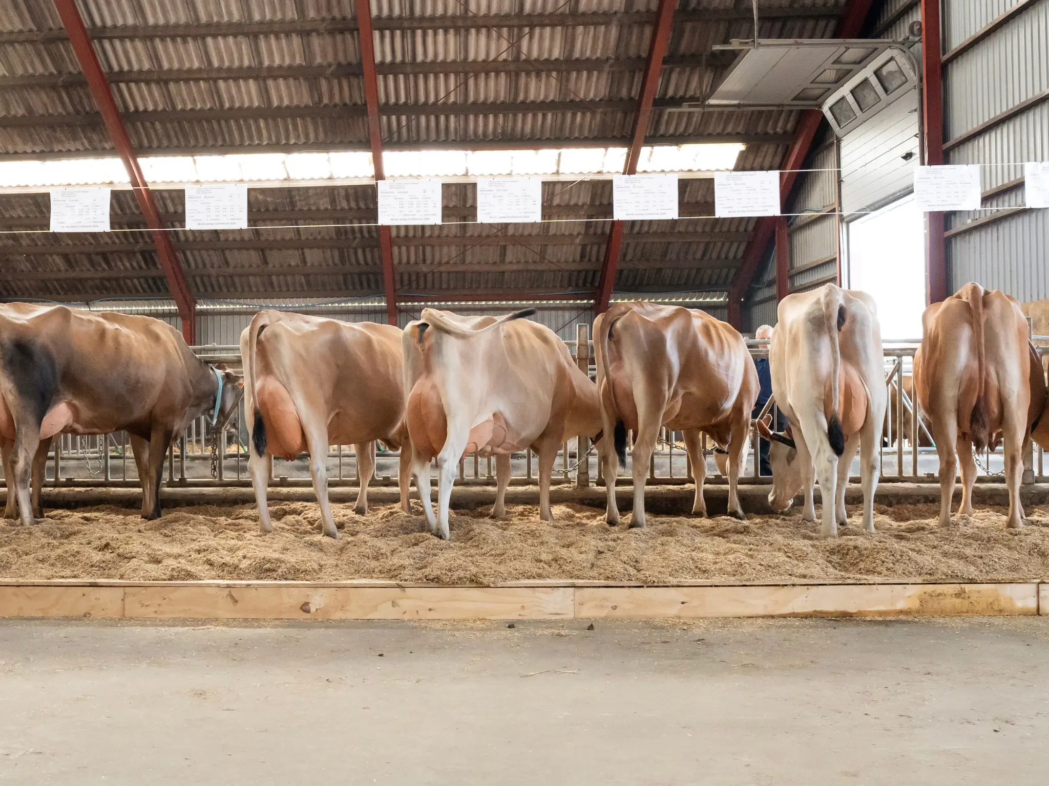 Jersey Verdenskongres 14