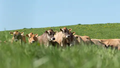 Græssende Køer Jørn Mikkelsen