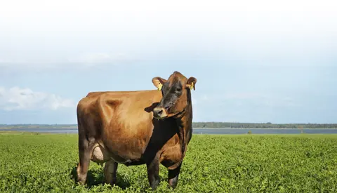 Goldencross Vj Hawk Datter Fra Stiftelsen Hofmansgave Otterup 2 Prio