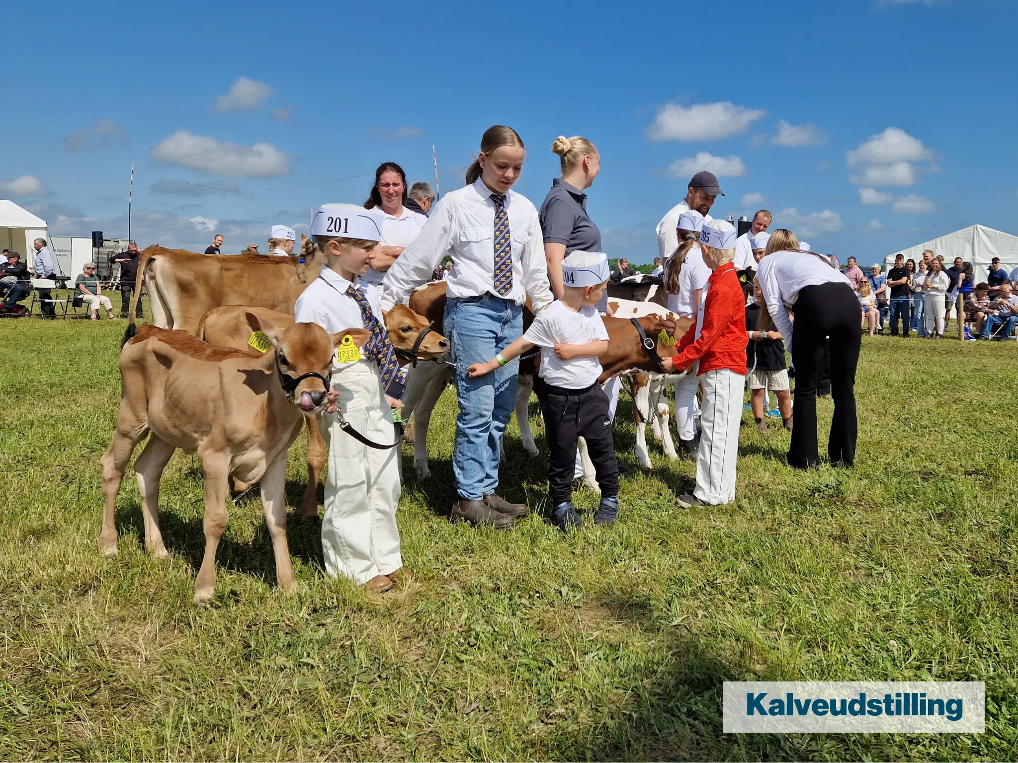 Kalveudstilling (1)