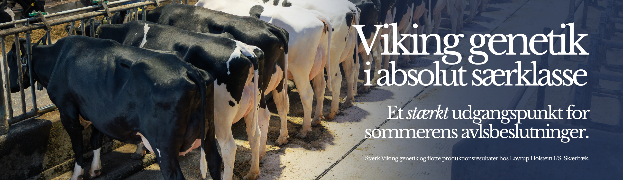 Viking Genetik I Særklasse Et Stærkt Udgangspunkt For Sommerens Avlsbeslutninger