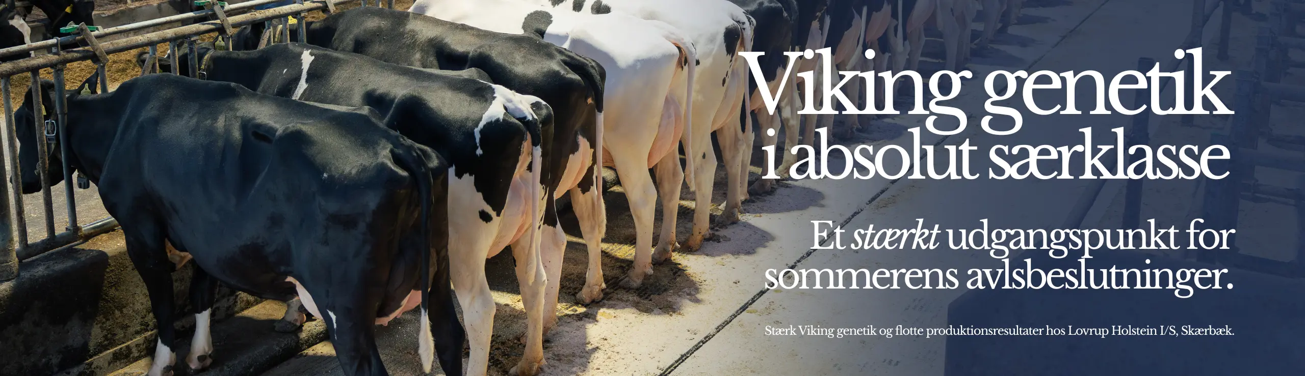 Viking Genetik I Særklasse Et Stærkt Udgangspunkt For Sommerens Avlsbeslutninger