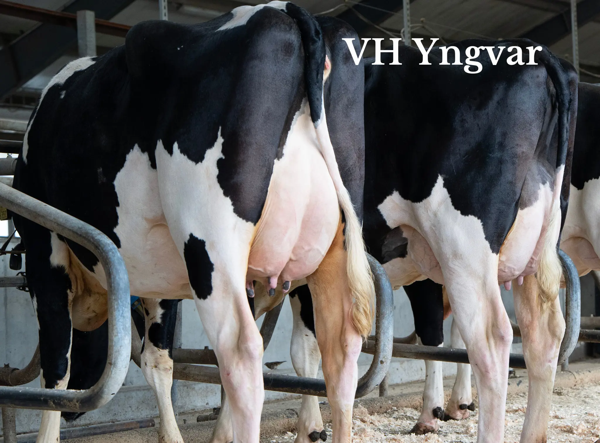 2 Gange VH Yngvar