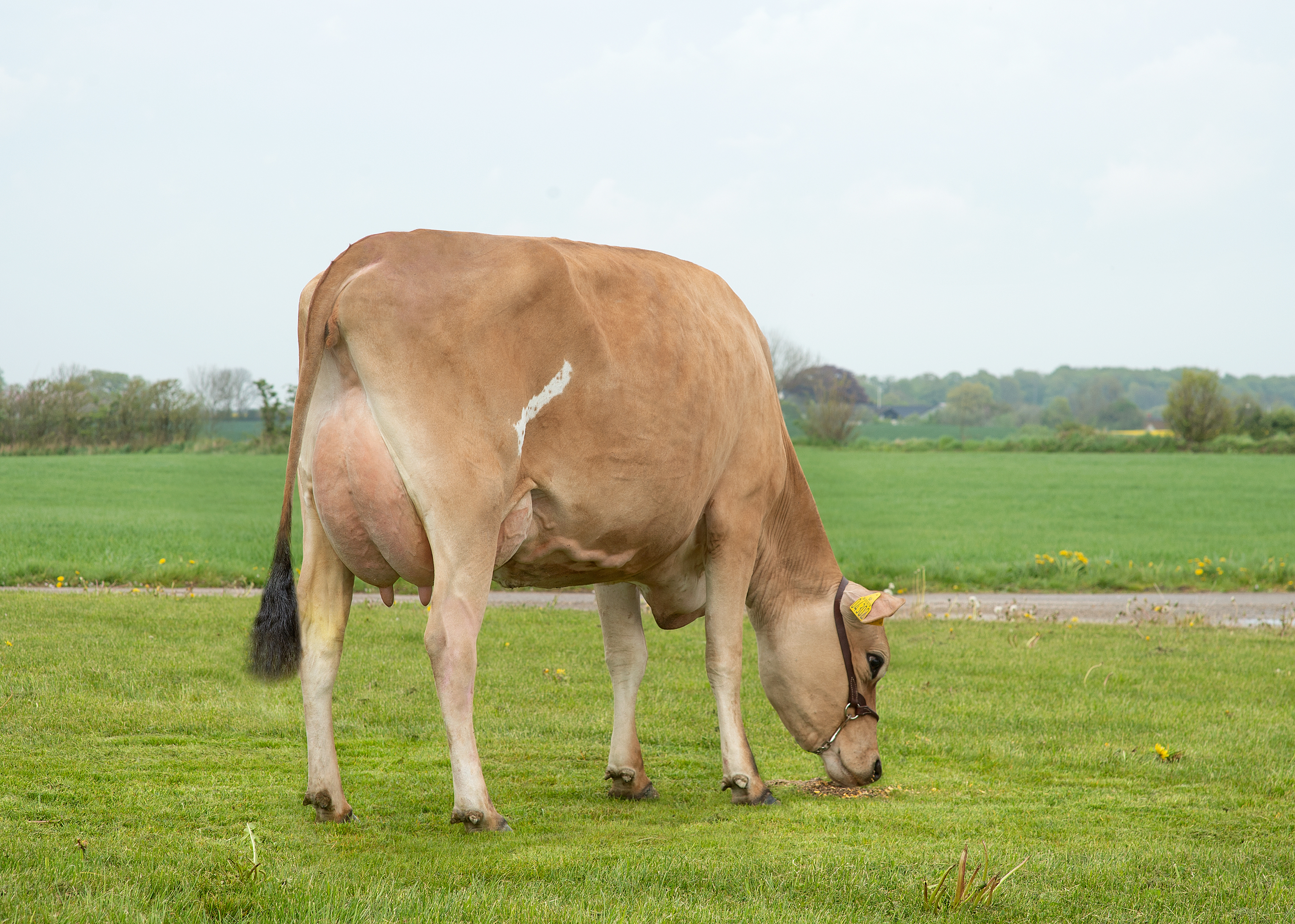 VJ Dandi  51278  Carsten Asmussen Christiansfeld