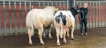 VB Valter En Ung Lovende Tyr