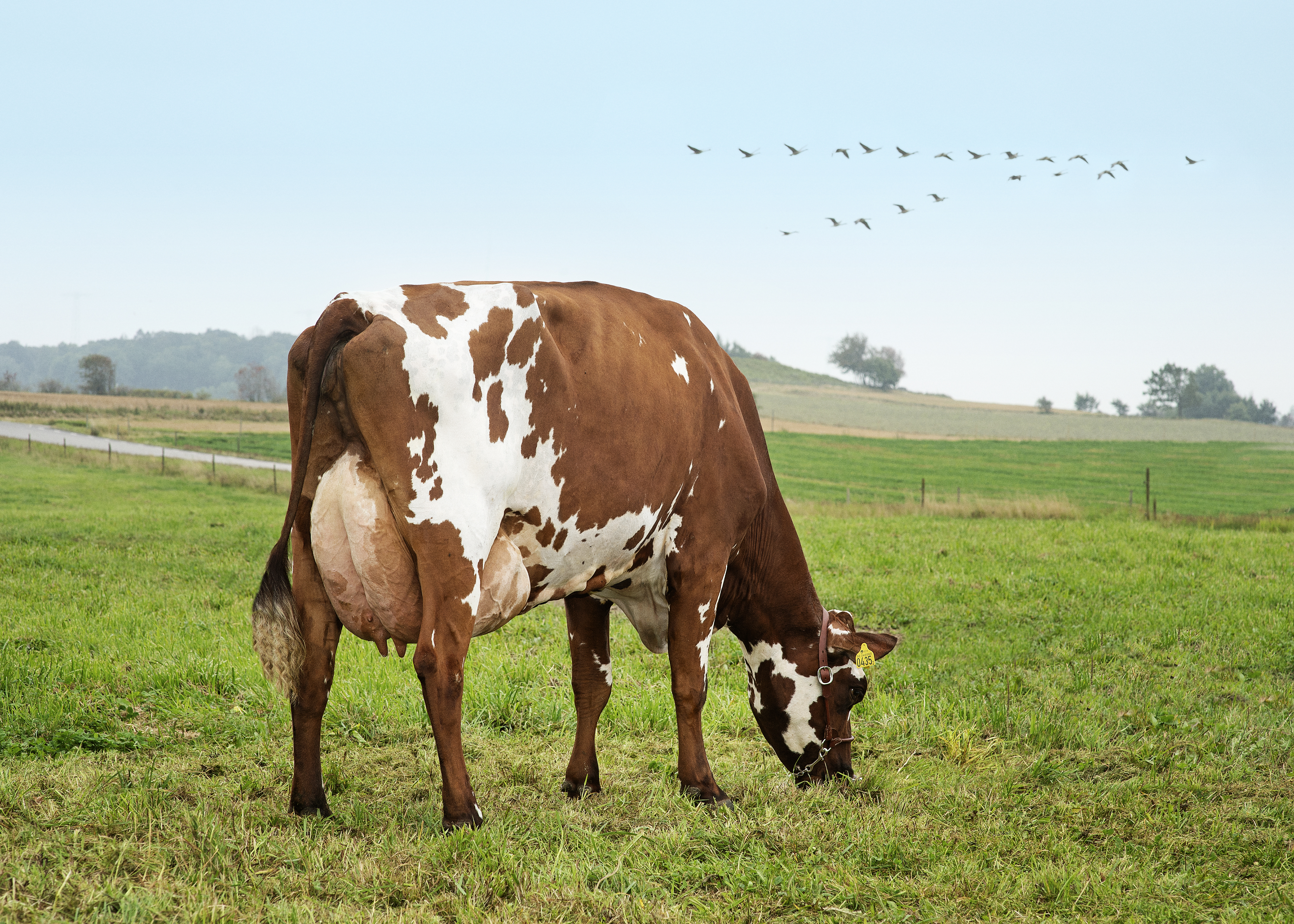 VR Viljar Daughter No 49568 435 2 From Nils Peter Nilsson Varberg