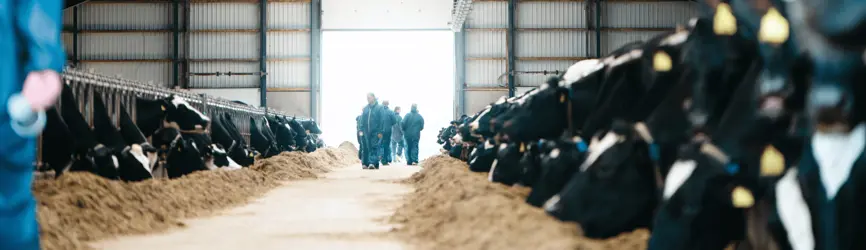 Holsteinkøer Ved Besætningsbesøg Årsmødet 2025