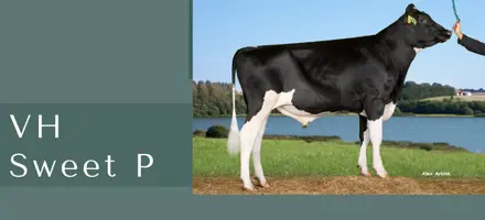 Kopi Af ARTICLE ENTRY TYR