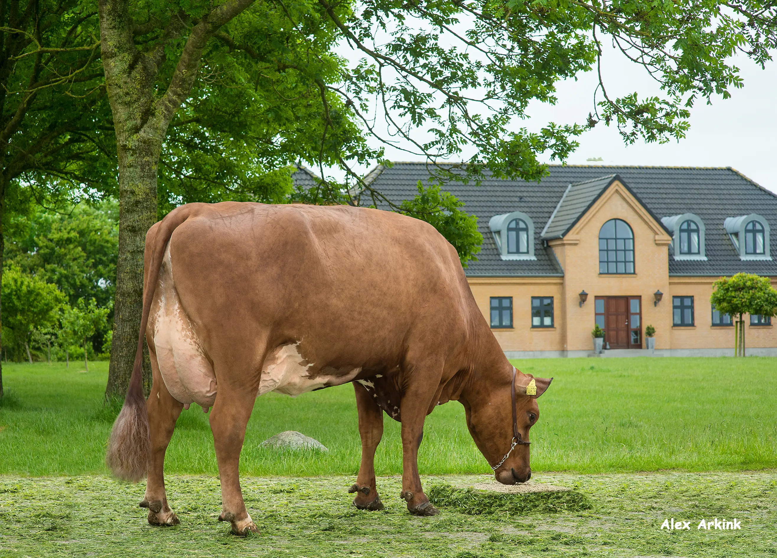 VR Thiago Daughter No 39032 4878Flemming Pedersen Fjerritslev